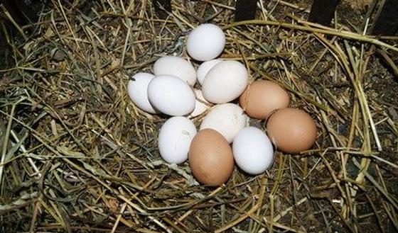 Bevatten scharreleieren uit eigen tuin meer Salmonella? | gezondheid.be