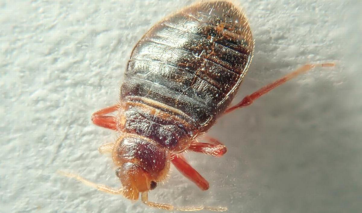 Bedwantsen Herkennen