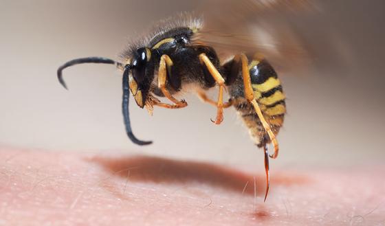 Bij, wesp, hoornaar of hommel: wat doen bij een steek? | gezondheid.be