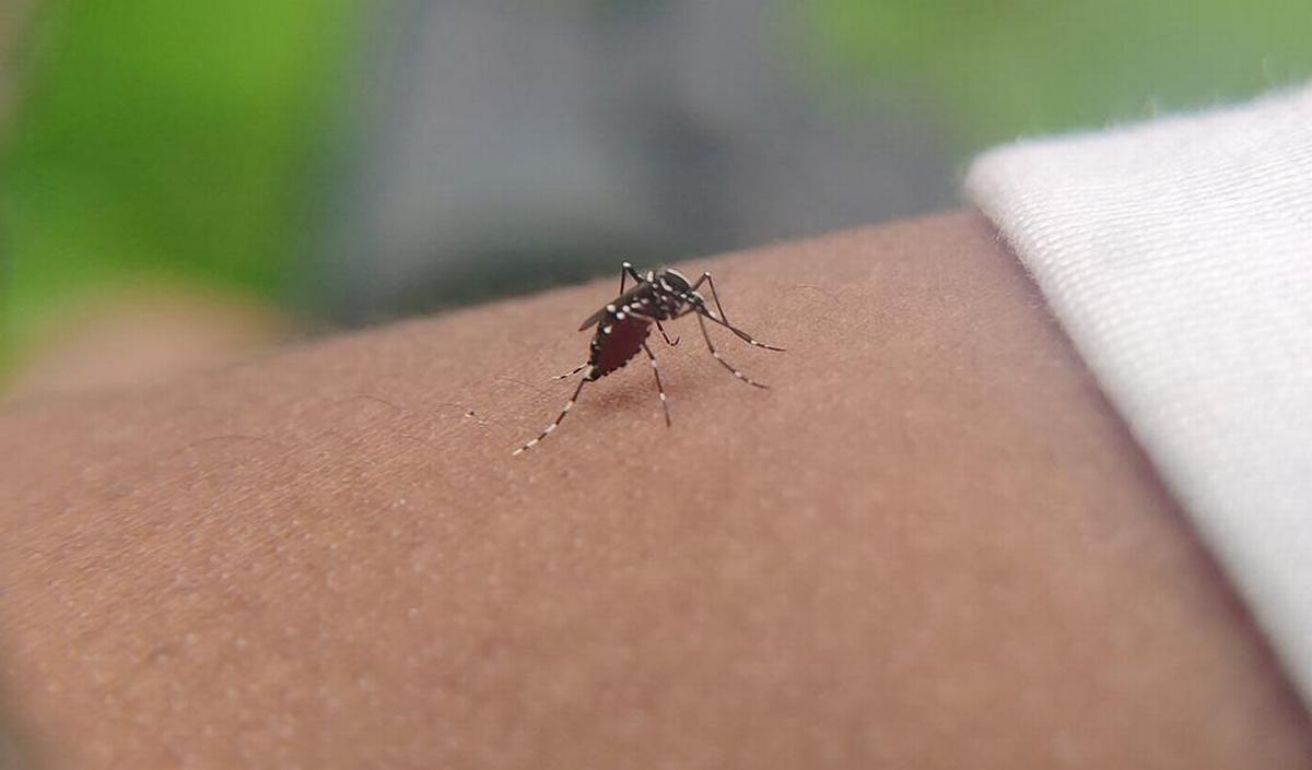 チクングニア熱：気候変動により増加している熱帯病
