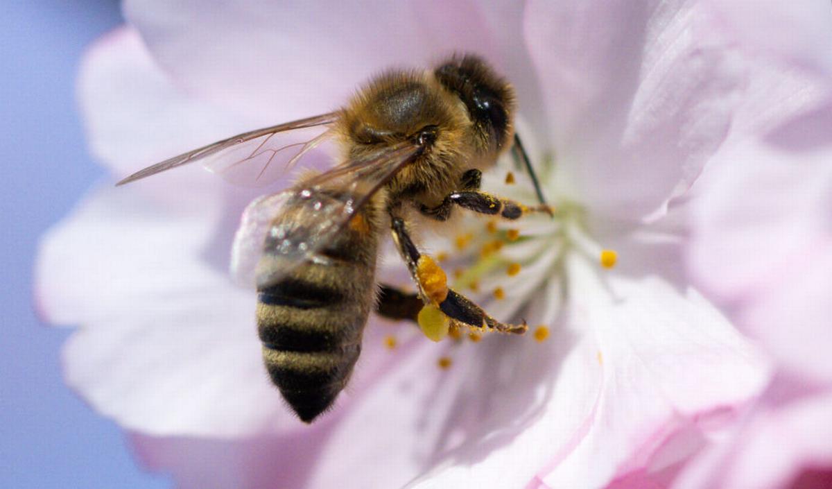 Krijg je echt grotere borsten van bijenpollen? | gezondheid.be