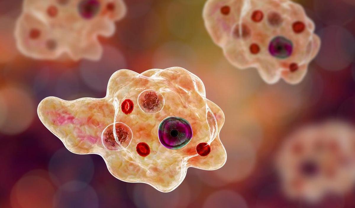 Dysenterie: (bloederige) diarree door besmetting met bacteriën of