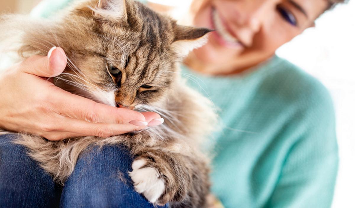 Гипоаллергенные кошки: у каких пород меньше аллергических реакций?