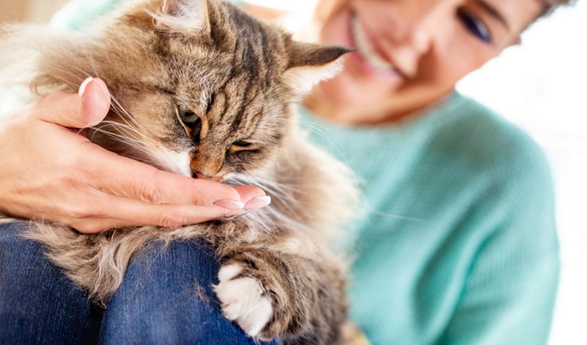 Gatti ipoallergenici: quali razze hanno meno reazioni allergiche?