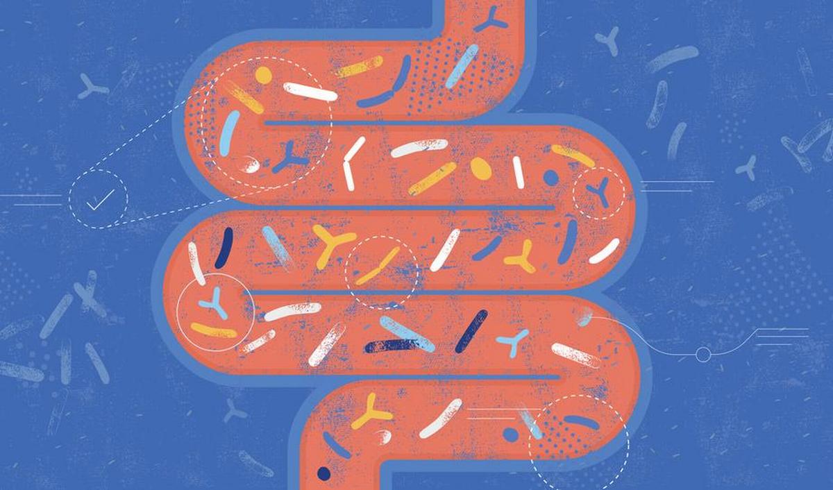 Здоровье кишечника: достоверно ли тестирование микробиома?