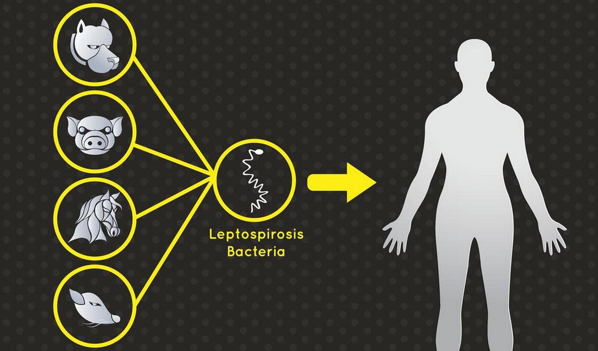 Leptospirose (rattenziekte) en ziekte van Weil | gezondheid.be