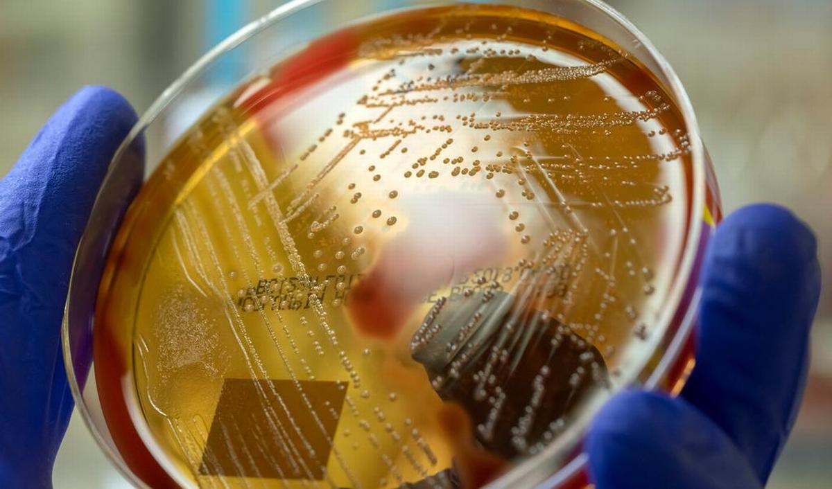 Hoe gevaarlijk zijn infecties met streptokokken