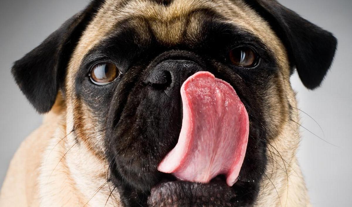 犬になめられるのは危険ですか？