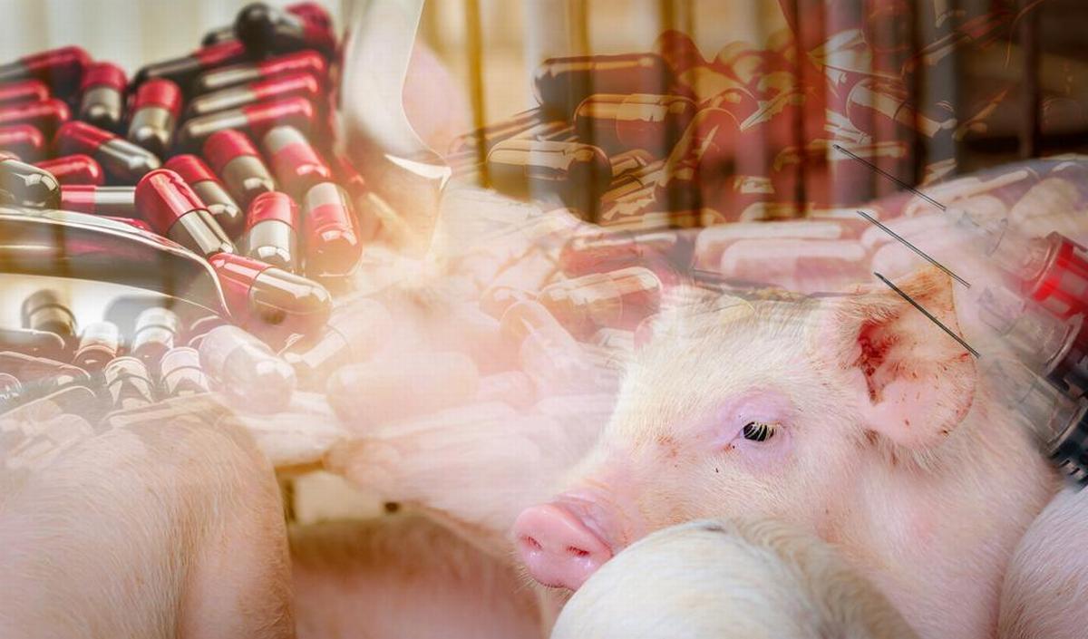 Swine Flu Transmission, Symptoms, and Prevention in Humans