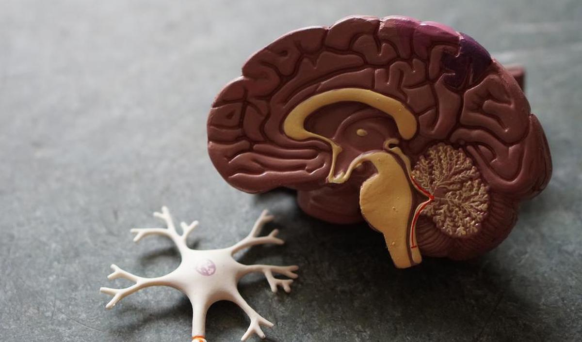 Welke soorten dementie zijn er? | gezondheid.be